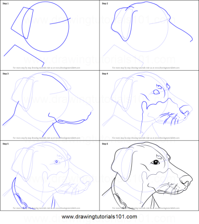 Поэтапное рисование добермана