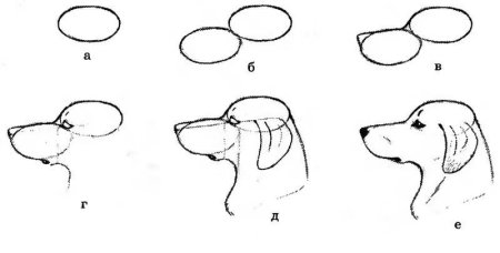 Голова собаки для рисования