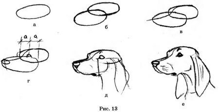 Схема морды собаки