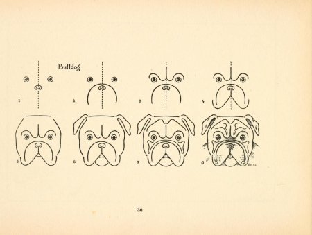 Схема рисования морды собаки