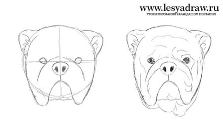Рисовать бульдога поэтапно