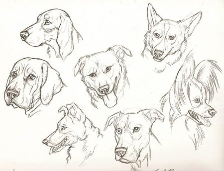 Собака скетч