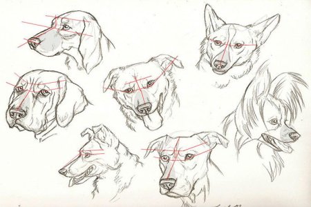 Морда собаки референс