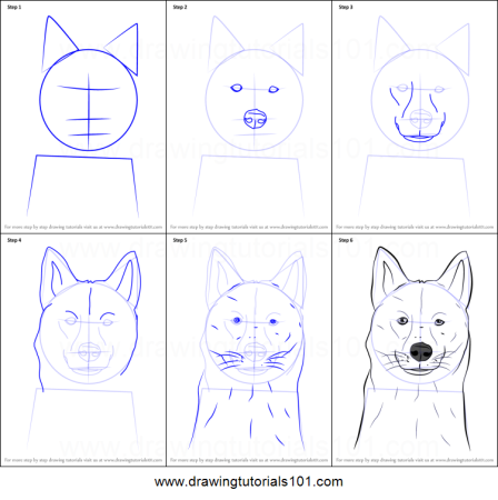 Рисунки хаски карандашом для начинающих