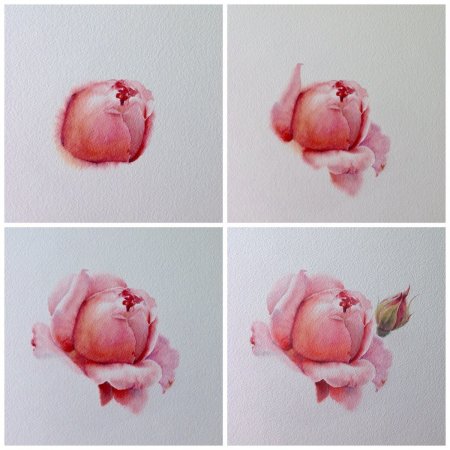 Поэтапное рисование цветов акварелью