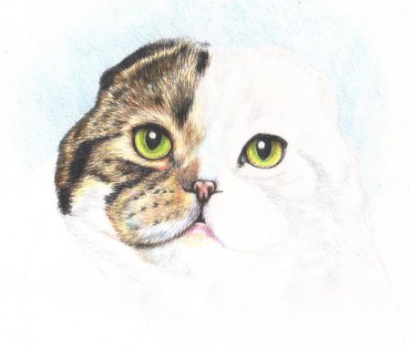 Рисунок вислоухого кота для детей