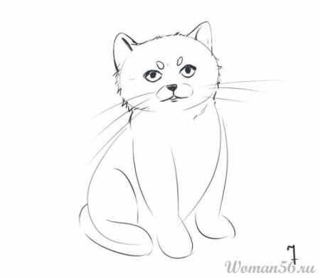 Котенок вислоухий карандашом