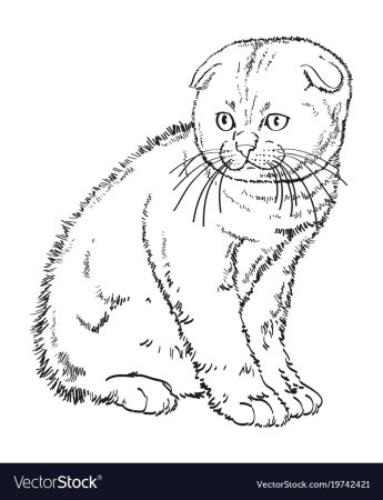 Шотландская вислоухая кошка вид сбоку