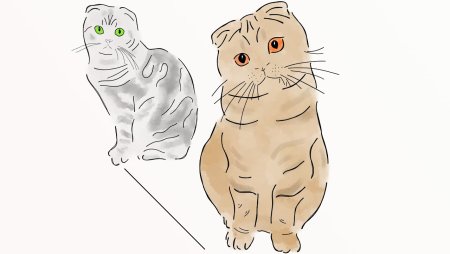 Шотландская вислоухая кошка рисунок