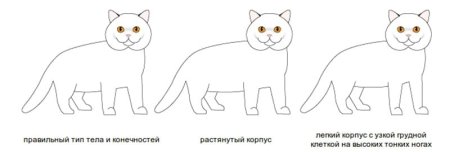 Вислоухая кошка поэтапно