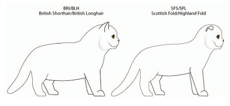 Стандарт породы кошек скоттиш фолд