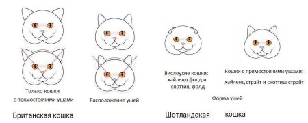 Форма головы британской кошки и скоттиш