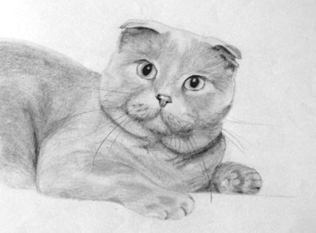Вислоухая кошка карандашом