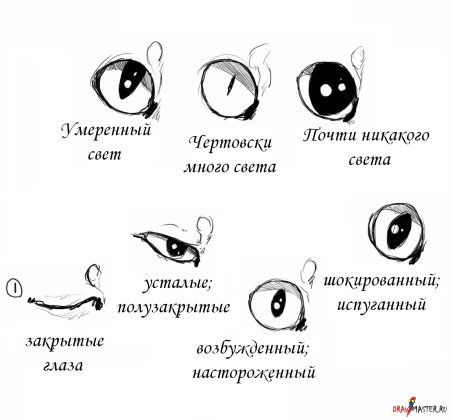 Анатомия кошачьих глаз для рисования