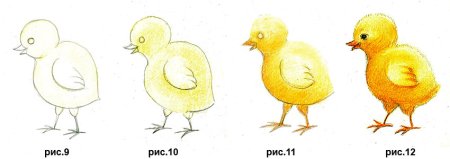 Рисование цыпленок