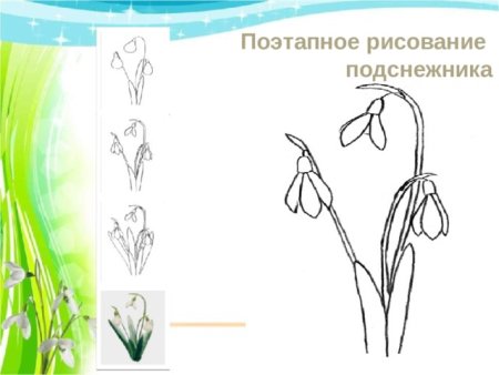 Рисунок подснежника для детей средней группы