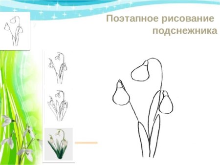 Строение первоцветов для дошкольников