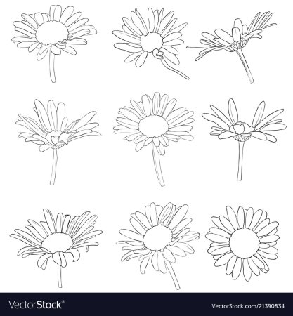 Нарисовать букет ромашек поэтапно