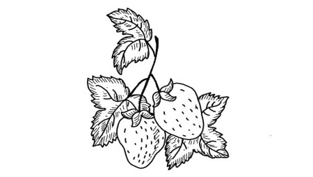 Поэтапное рисование вишни