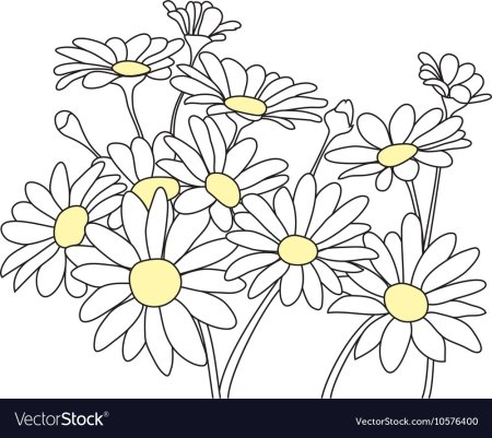 Букет ромашек карандашом