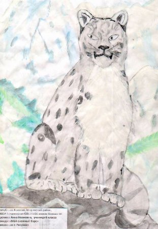 Как нарисовать снежного Барса поэтапно