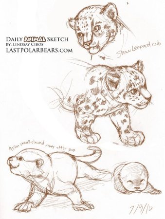 Скетч для рисования снежного Барса