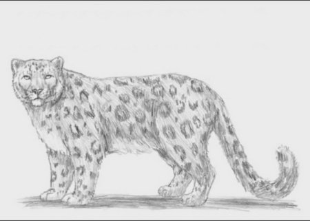 Поэтапное рисование снежного Барса