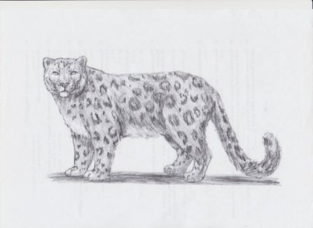 Поэтапное рисование Барса