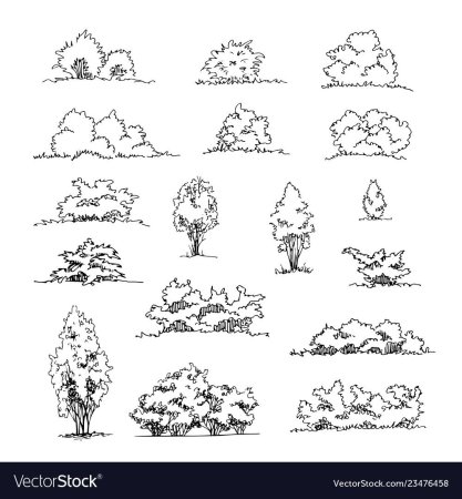 Зарисовки кустарников