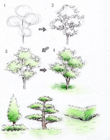 Поэтапное рисование дерева