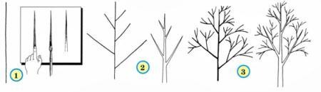 Схема поэтапного рисования дерева для детей