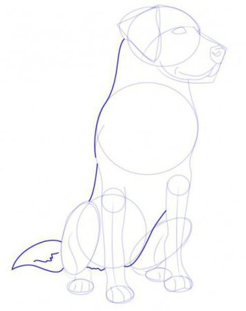 Схема рисования собаки в старшей группе