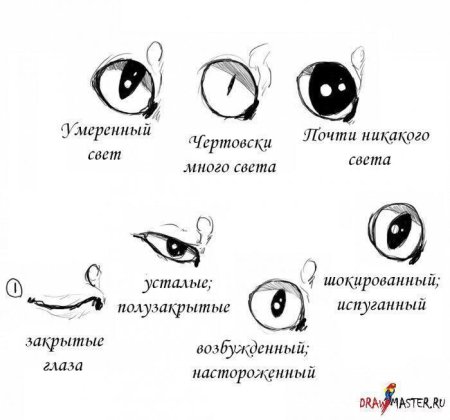 Анатомия кошачьих глаз для рисования