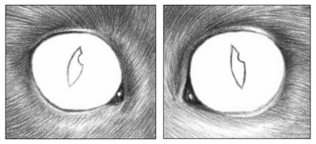 Красивые кошачьи глаза рисунок карандаш