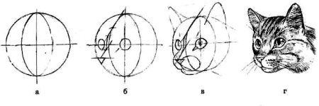 Пропорции головы кота