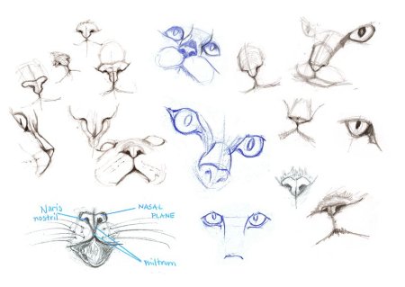 Анатомия кошачьей морды