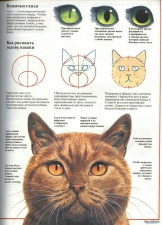 Строение головы кошки