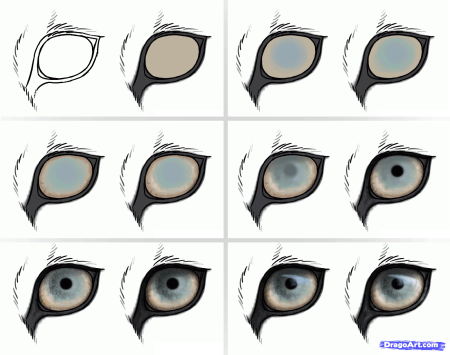 Поэтапное рисование глаз Львов