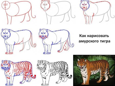 Амурский тигр поэтапно рисунок (50 фото)