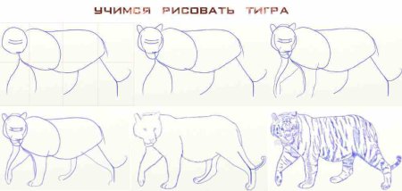 Поэтапное рисование тигренка для детей
