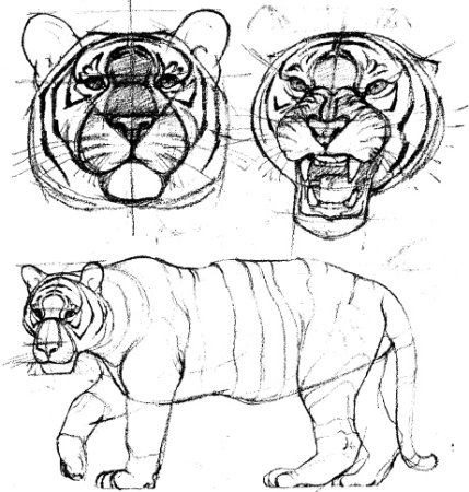 Тигр рисунок