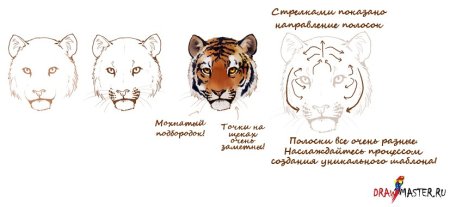 Рисунок тигра карандашом