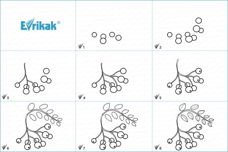 Веточка рябины рисунок поэтапно