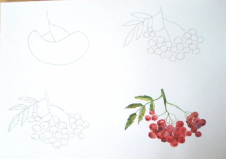Рябина этапы рисования