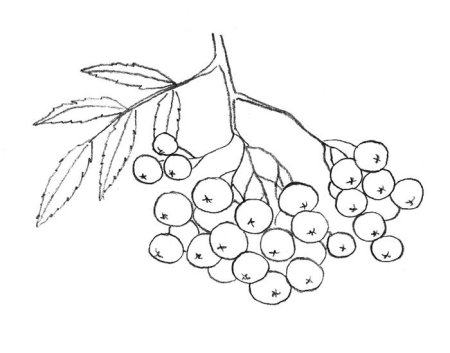 Кисть Рябинки гроздь Калинки рисование