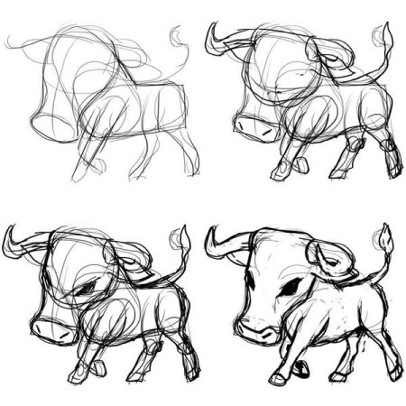 Как поэтапно нарисовать бычка (теленка) карандашом