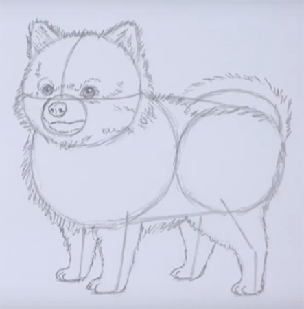 Шпиц карандашом для начинающих