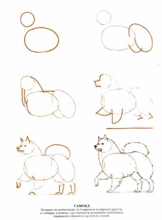 Поэтапное рисование шпица