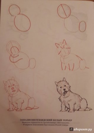 Эймис рисуем 50 собак