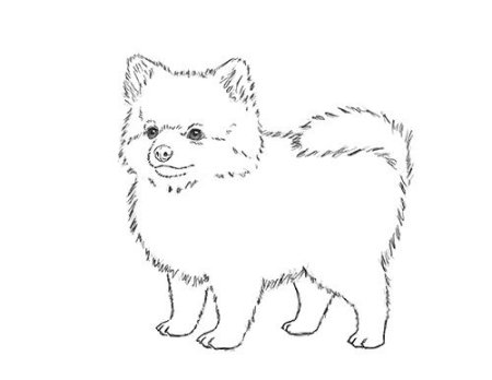 Разукрашка померанский шпиц